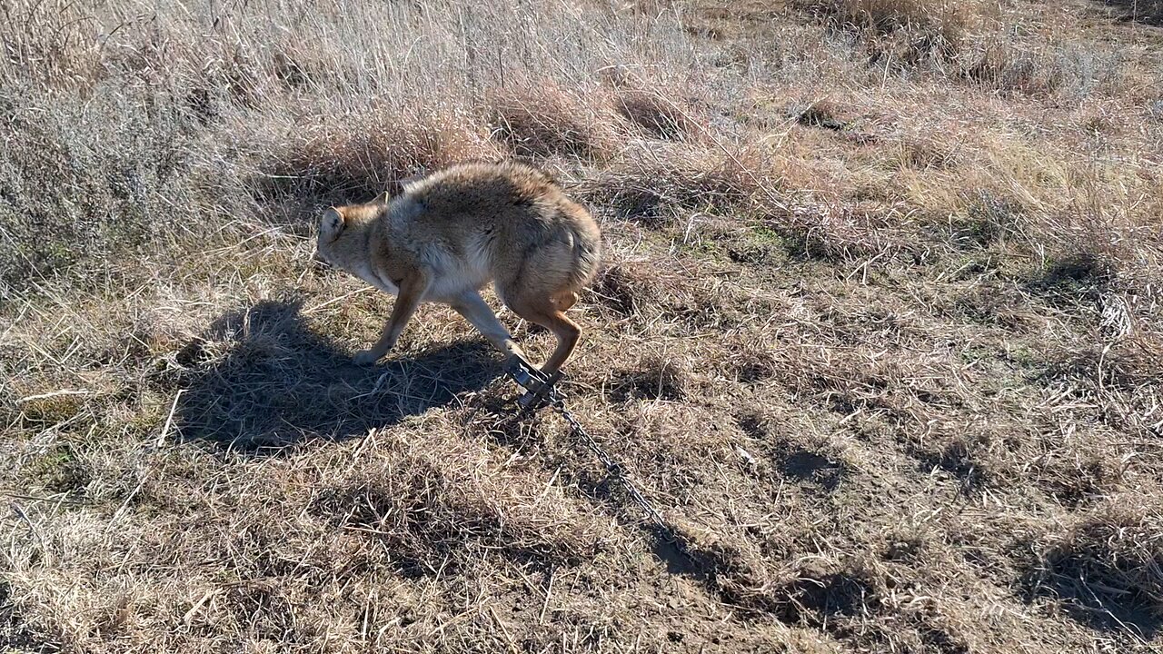 Coyote in a Duke 550