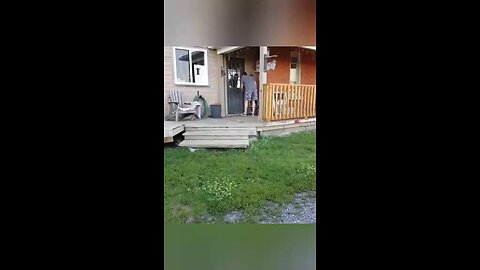 funny animals