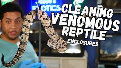 Inside My Venomous Reptile Room – Cleaning, Handling & Close-Ups!