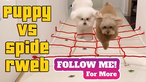 🐶 Puppy VS Spiderweb – Adorable Reaction! 🕸️😂