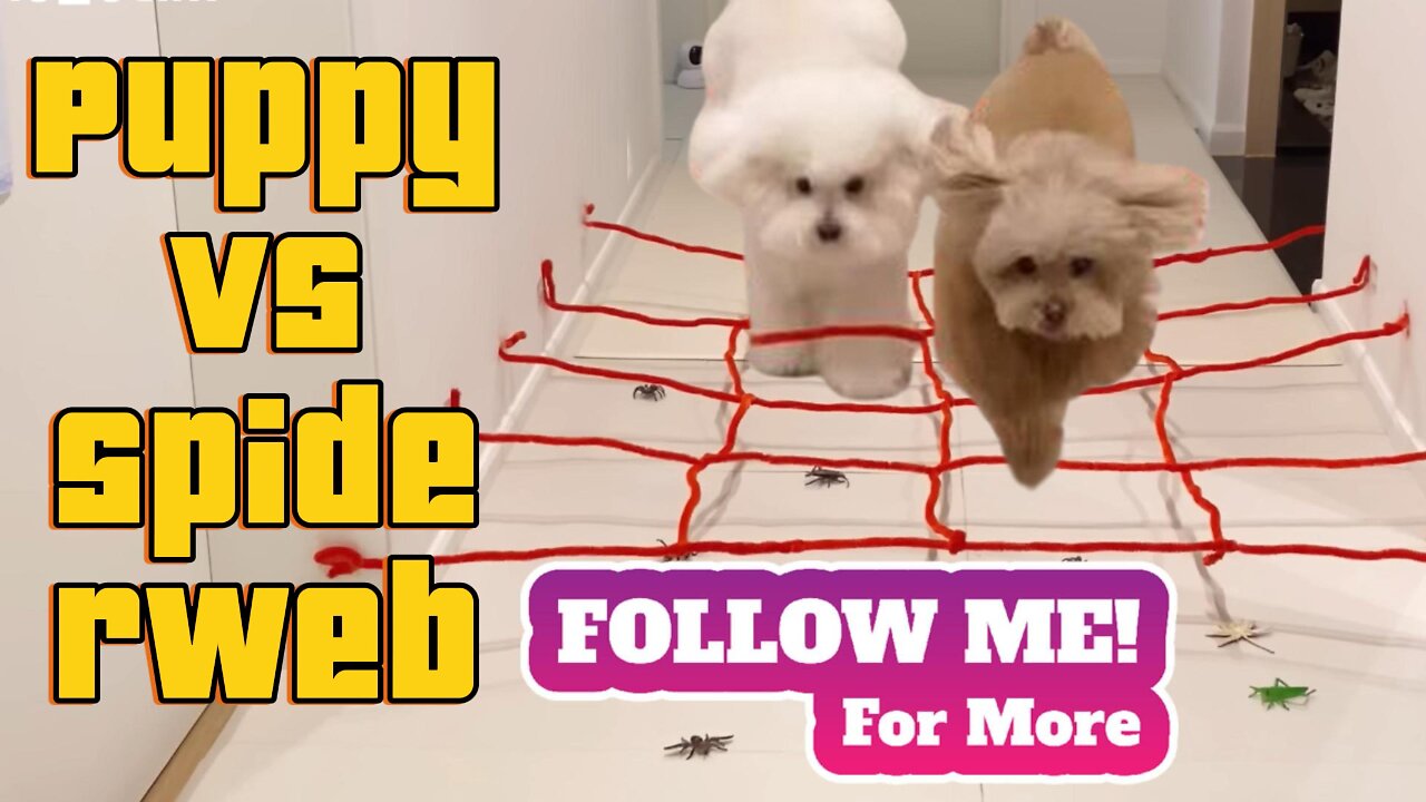 🐶 Puppy VS Spiderweb – Adorable Reaction! 🕸️😂