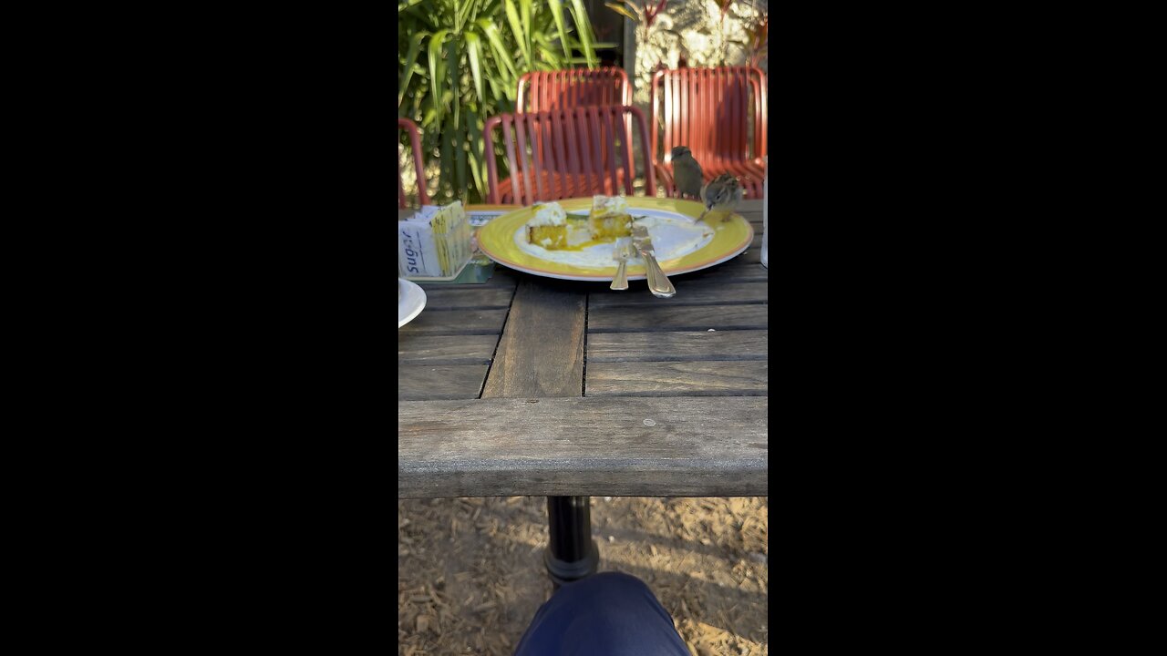 SPARROWS eating Breakfast with me at Le Parc Cafe, Coral Gables country club. 2-28-25