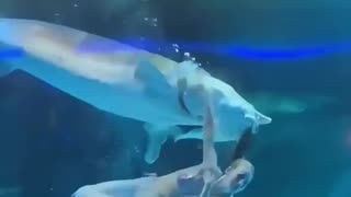 A sturgeon in an aquarium tried to swallow a woman dressed as a mermaid.