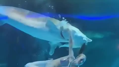 A sturgeon in an aquarium tried to swallow a woman dressed as a mermaid.