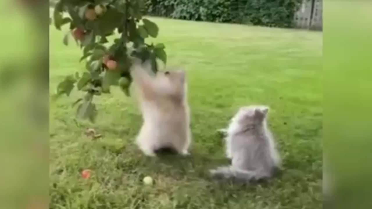 2 cats enjoying together