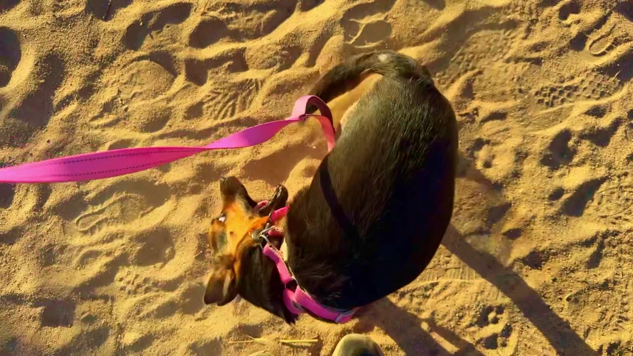 Lyra the Wander Dog - Catalina Sunset Hike!