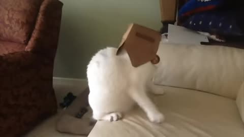 Cat fanny video