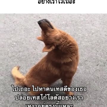 คลิปหมาเทสโก้ 🐶🎥 คลิปสุดคิ้วท์ของเจ้าตูบ ต้องดู!