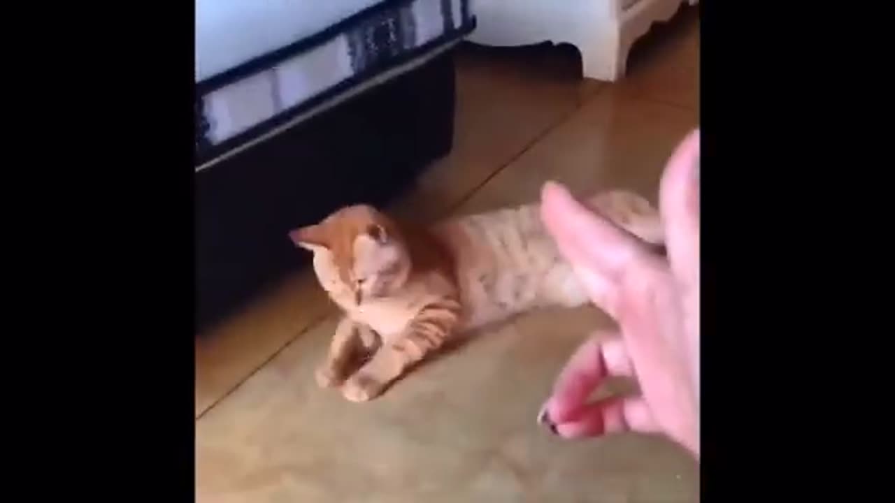 Funny Cute Cat - Try Not To Laugh...