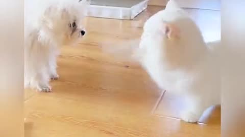 Cat Vs Dog Motu Ko Bohat Gussa Aya Huwa Hai 😂 Cute Cat ❤️ Watch as this pint-sized adventurer, the