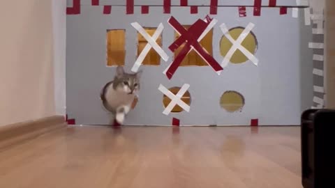 Cat Tries Cardboard Hole Challenge