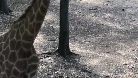 Giraffe 🦒