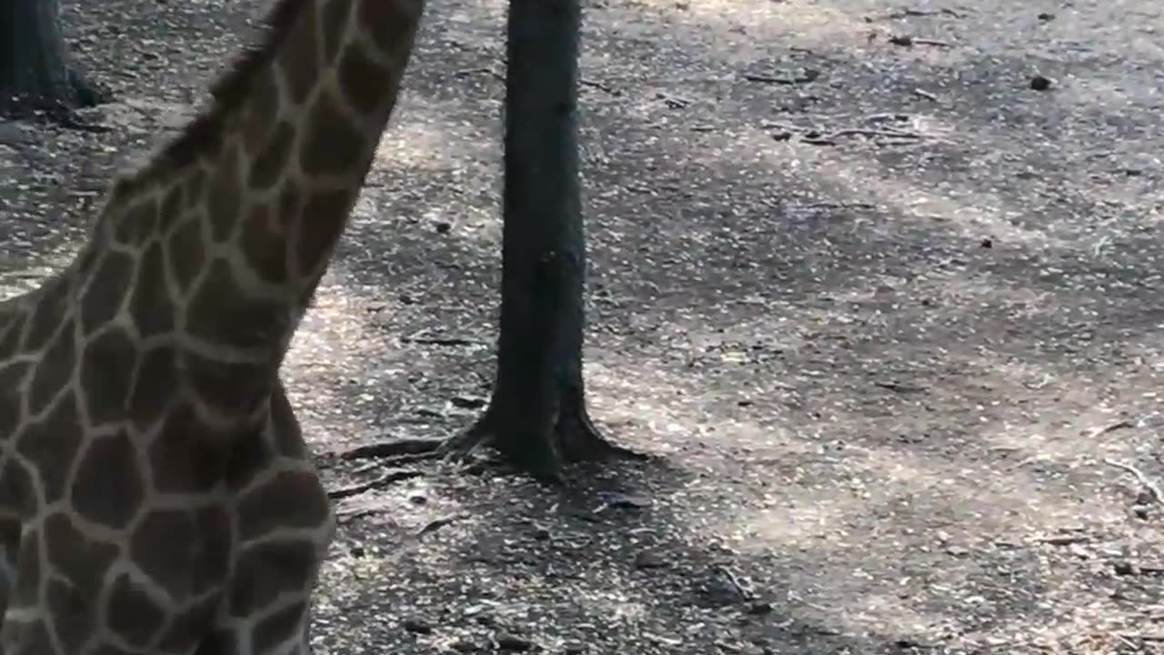 Giraffe 🦒