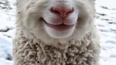 Cute sheep