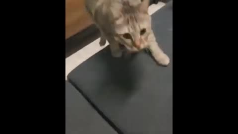Cat fanny moments video
