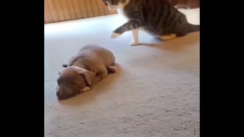 Funniest Cats and Dogs 😹 Funny Animal Videos 2025 😂