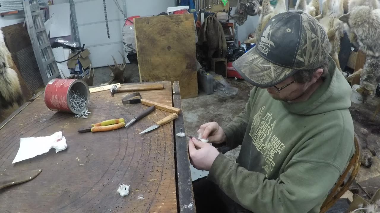 How to - Weasel skinning, fleshing, boarding
