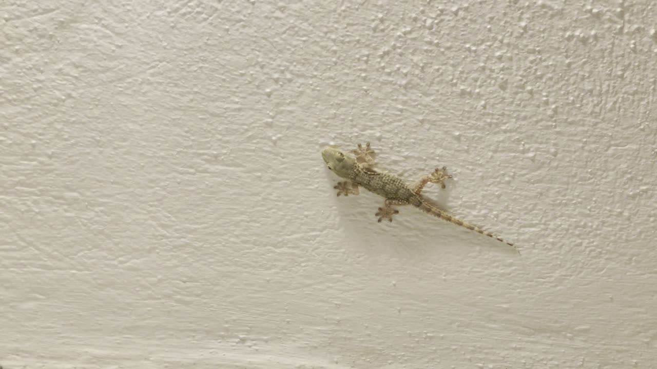 Gecko on balcony