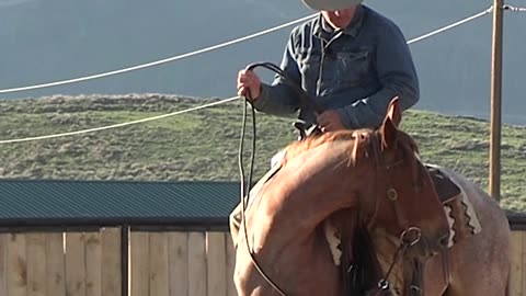 Two reins on a green horse just causes resistance.