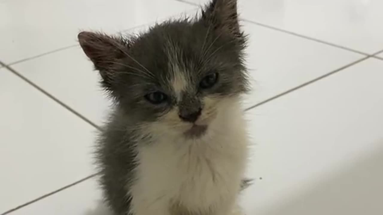 Cat sleeping while sitting