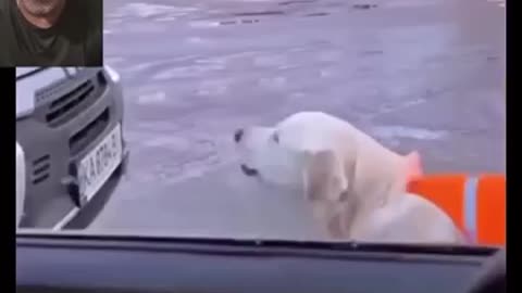 This Dog Stopped Traffic So His Blind Owner Can Walk Across the Street! #shorts #dogs