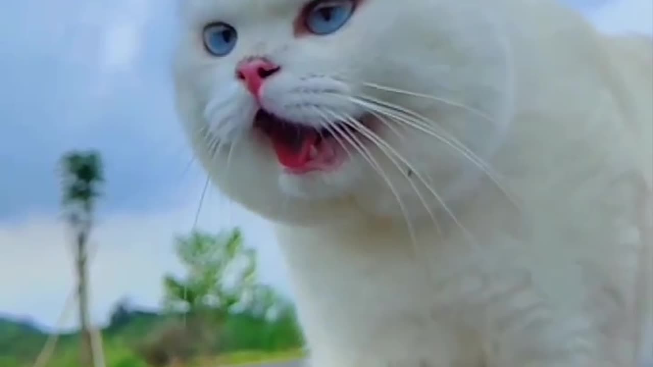 Whisker Focus: Stunning Cat Close-Up Moments 🐾📷