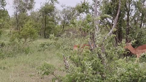Impala Rams Fighting Animal Videos