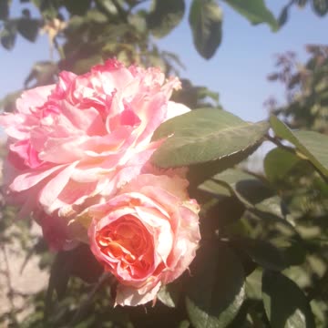 Roses as in an old engraving