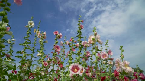 Flowers blooming-4K