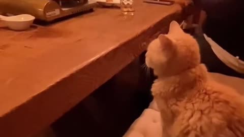 Funny animal video 😂 found in Instagram