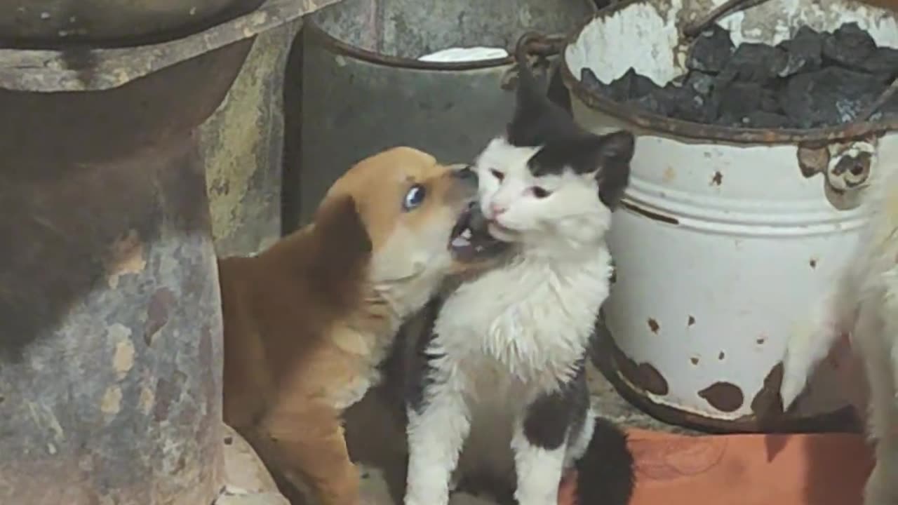 Cat vs. Dog battle, hahahaha!