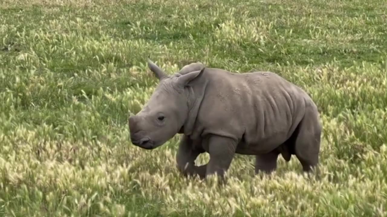 "Rhinoceros: The Mighty but Endangered Giant"