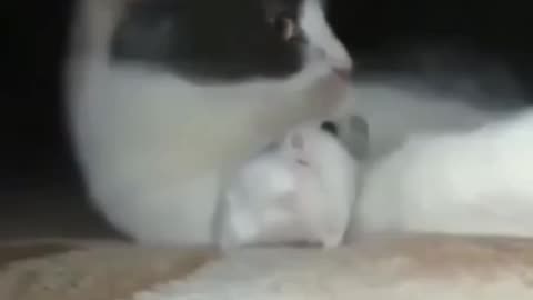 Hamster In a Tight Spot