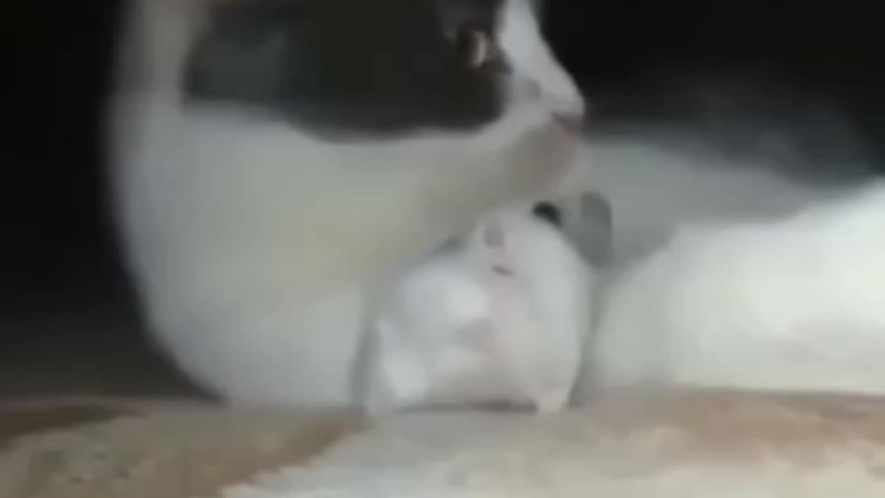 Hamster In a Tight Spot