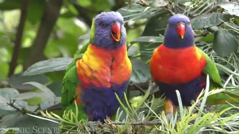 The most beautiful birds in the world! 30min. Relax