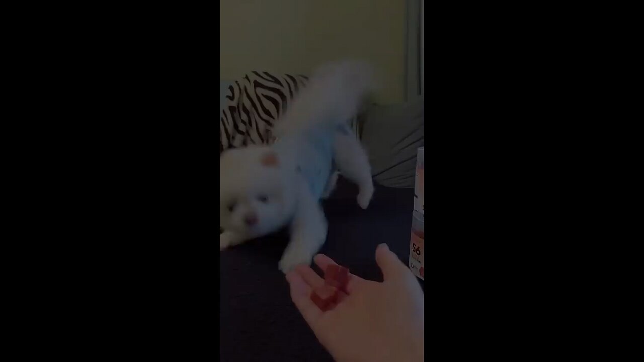 Hilarious Animal Moments You Won't Believe𤣠The Funniest Pets on the Planet