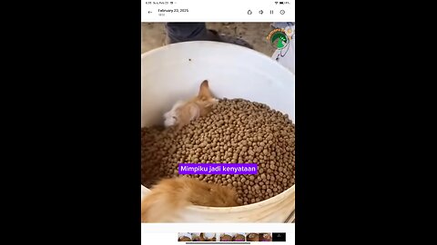 Funny Animal - Very Rich Cat #funnyshorts #funnyanimal #funnycat #cat #catlover