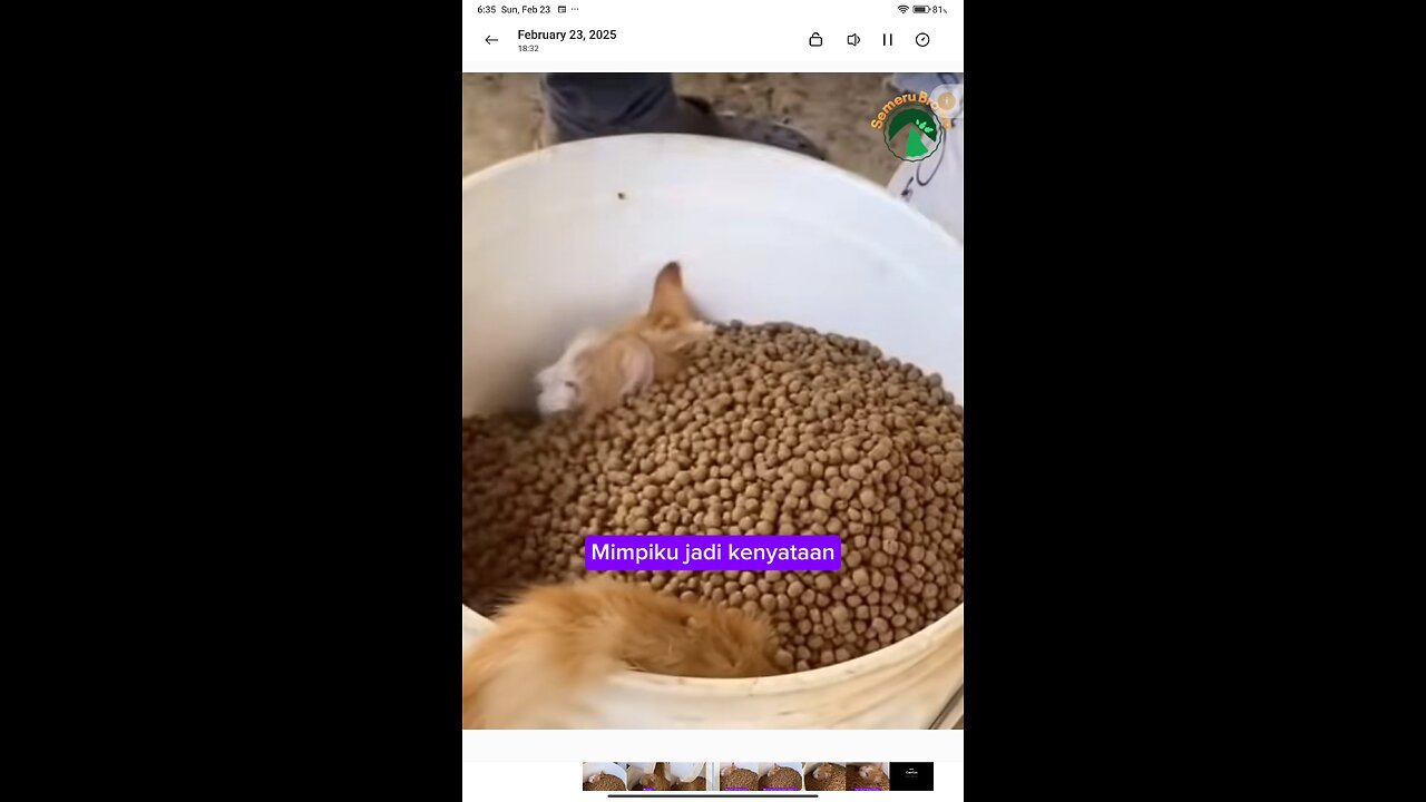 Funny Animal - Very Rich Cat #funnyshorts #funnyanimal #funnycat #cat #catlover