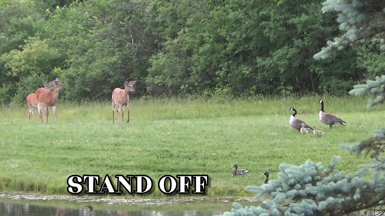 WILDLIFE ADVENTURES, CANADIAN GEESE VS WHITE-TAILED DEER