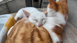 A mother cat and her kitten are sleeping together at the port of Cat Island.