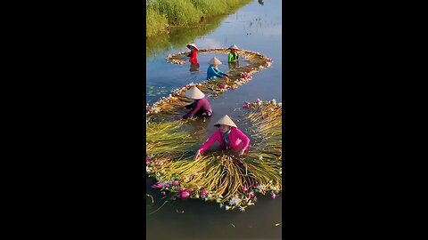 Blooming waterlily harvesting in Vietnam’s Mekong Delta 🌸✨ 📽