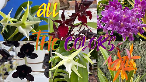 Huge Variety of Different Orchids in Magnificent Bloom & Spike in a Private Collection #ninjaorchids