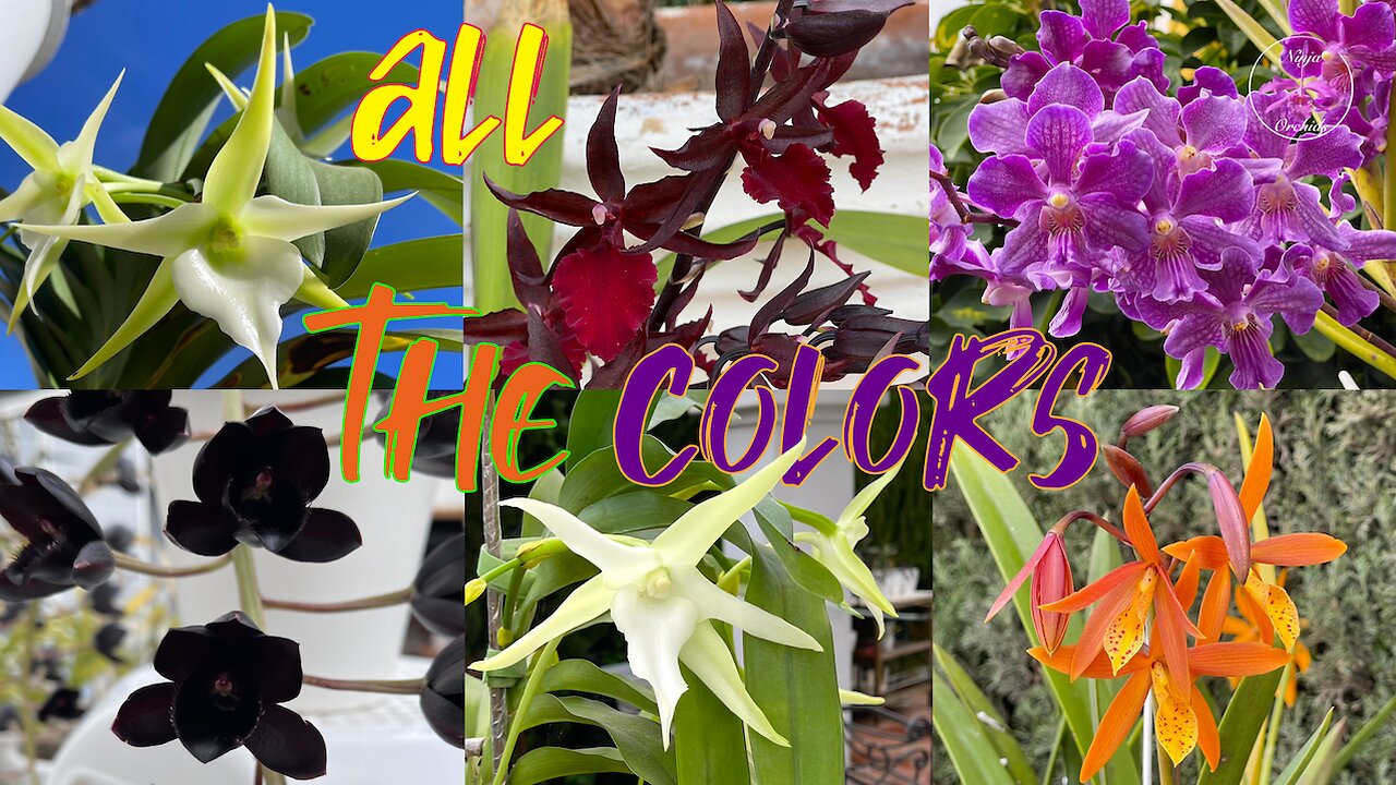 Huge Variety of Different Orchids in Magnificent Bloom & Spike in a Private Collection #ninjaorchids