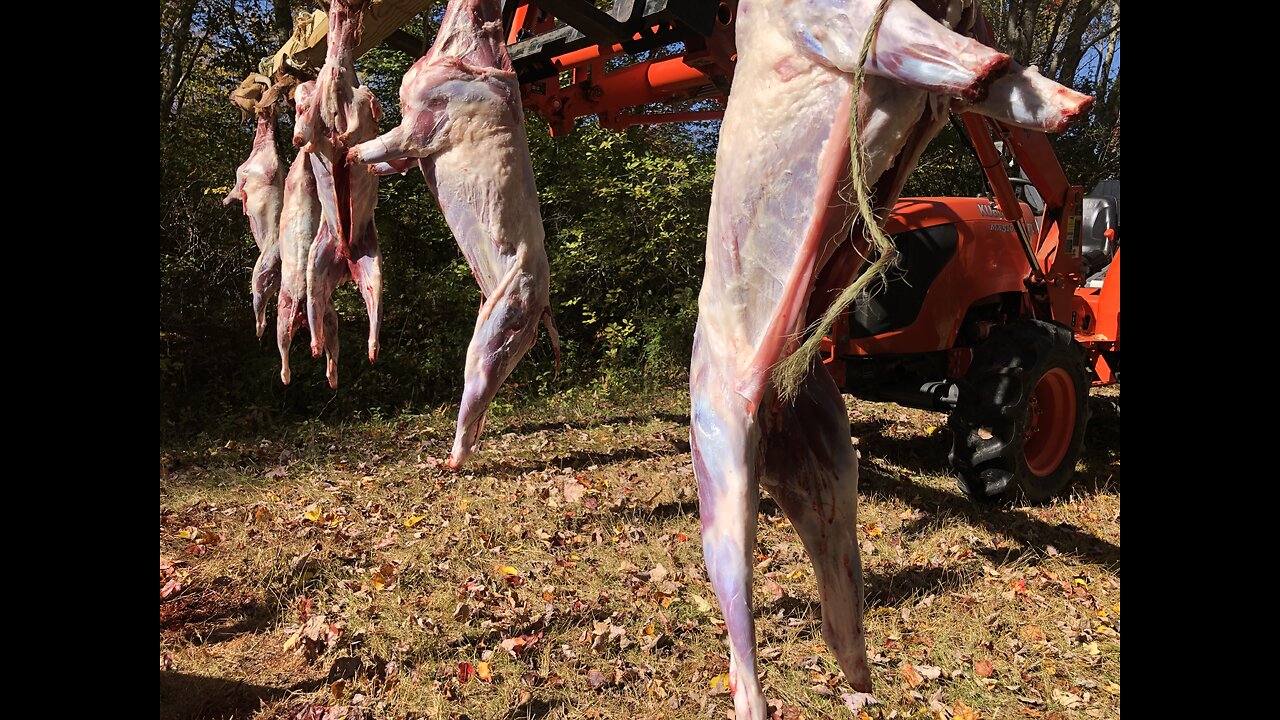 Butchering Meat Goats Part 1 VLOG#032