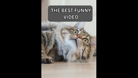 The Best Funny Animal Video