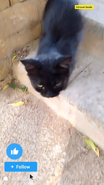 black cat Lover Saudia