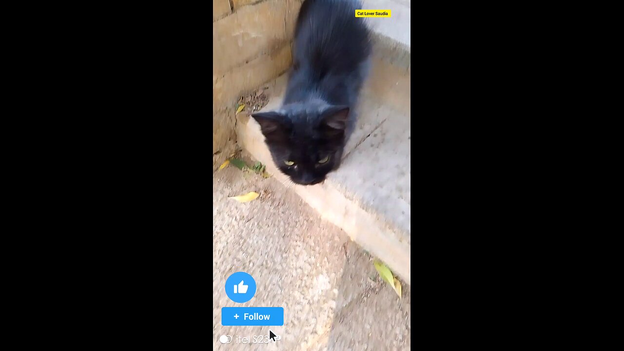 black cat Lover Saudia