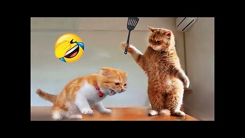 Die lustigsten Tiere 😅 Neue lustige Katzen und Hundevideos 😸🐶