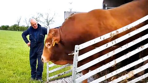 The Majestic Limousin Bull Meets the Cows on the Pasture: A Glorious Rural Moment