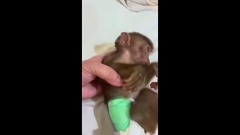 Baby monkey